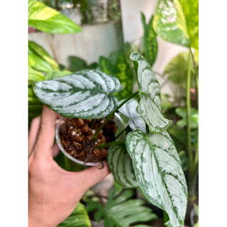 Kiểng lá philodendron brandtianum chậu 2 thân trồng bằng dớn