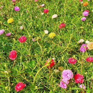 Chậu Hoa 10h Thái Nhiều Màu