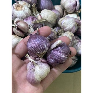 Tỏi Hải Dương - Do.ri Thơm - 1kg/500gam - Tỏi bắc củ to cay và thơm
