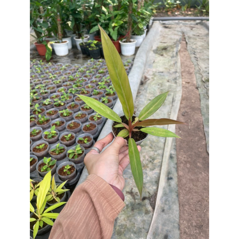 Chậu cây giống Philodendron Caramel khoẻ đẹp