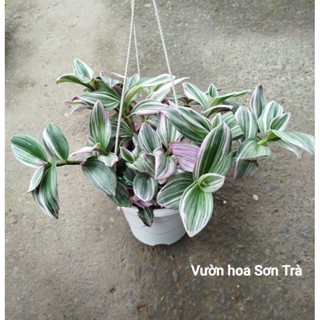 (VHST giao trong ngày) CÂY THÀI LÀI /NGỌC TRAI.