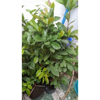 chậu cây thần kỳ cây đẹp