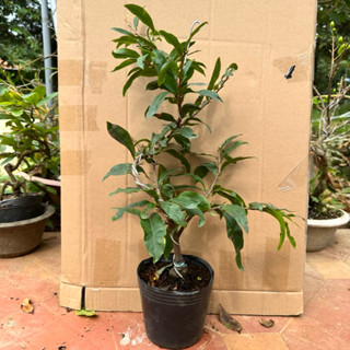 (Ra hoa tết) Cây mai đại lộc (24 cánh) - bonsai gốc ghép đẹp, say hoa (1 cây)