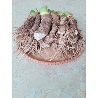combo 20 củ Bạc Hà Núi giống trồng cảnh