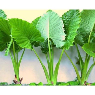 combo 20 củ Bạc Hà Núi giống trồng cảnh
