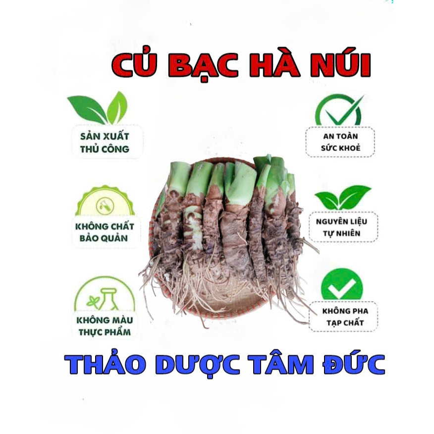 combo 20 củ Bạc Hà Núi giống trồng cảnh