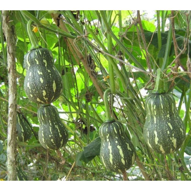 100GR 750.HẠT Hạt Giống Bí Hạt Đậu Lai (| Z2*W34)