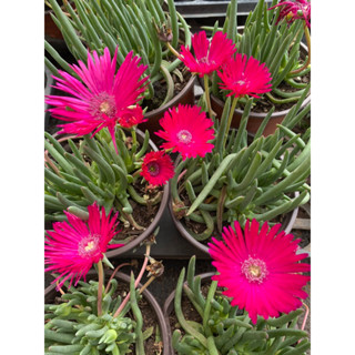 Cây sen đá cỏ ngọc hoa hồng giống mới_hàng sẵn vườn boybongarden