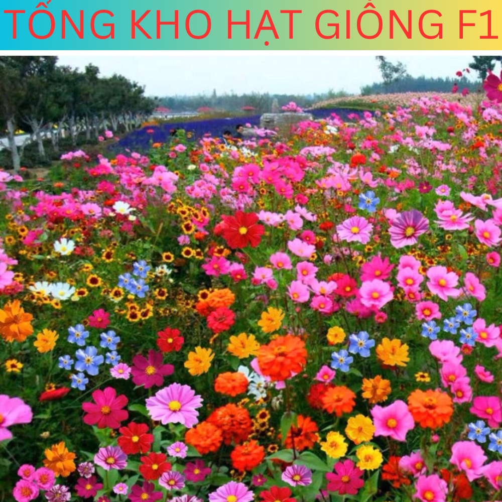 Hạt hoa TỔNG HỢP đủ màu dễ trồng nhanh ra hoa