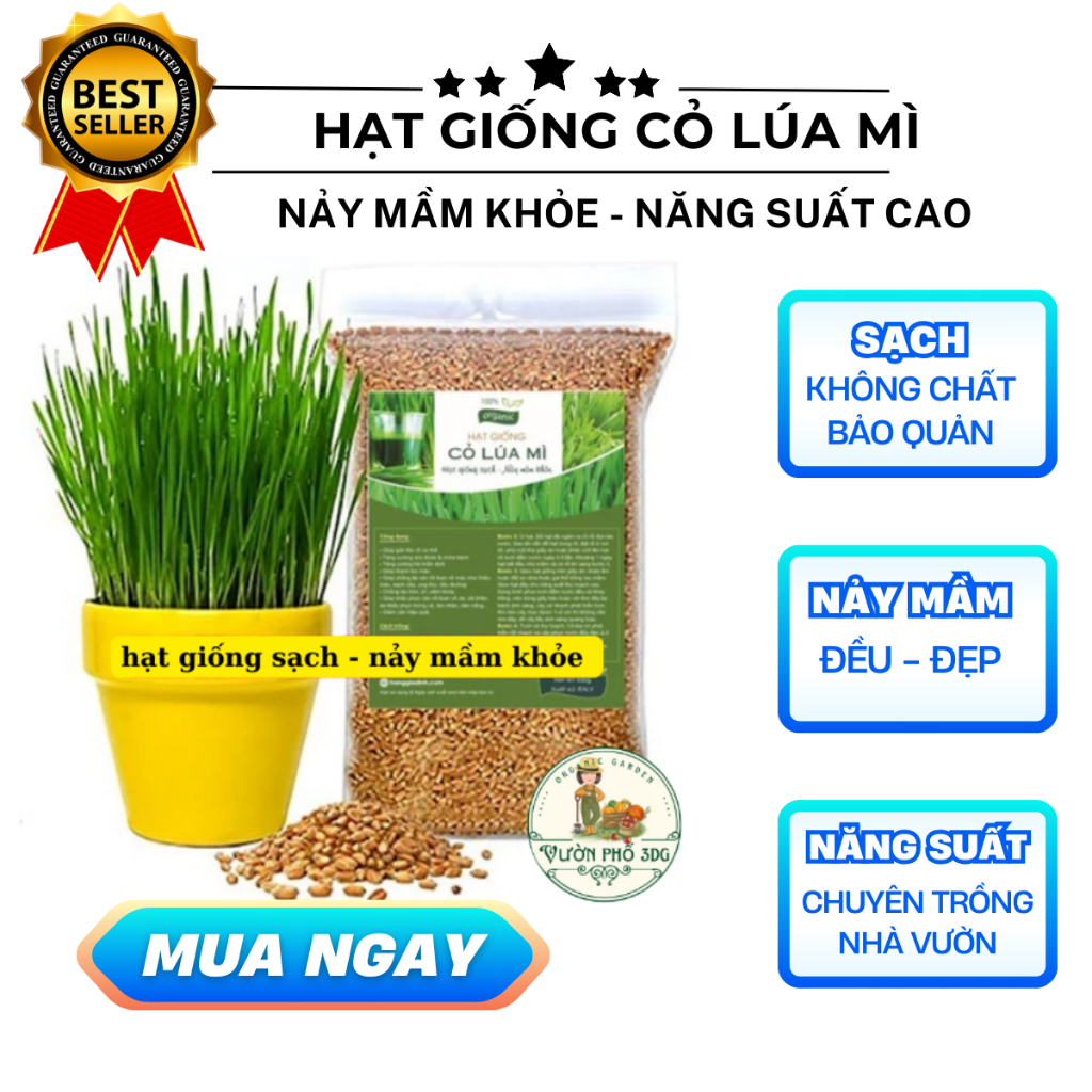 Hạt giống cỏ lúa Mì nhập Italy bao nảy mầm - Hạt sạch không chất bảo quản