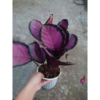 Cây Đuôi Công Hồng - cây cảnh để bàn