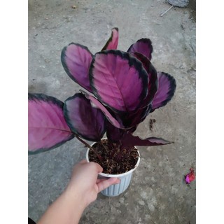 Cây Đuôi Công Hồng - cây cảnh để bàn