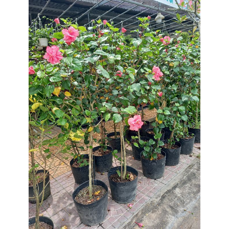 cây bụp thái hồng