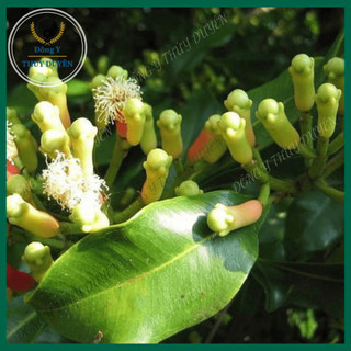 Nụ Đinh Hương 1kg (Nụ to, Thơm, Sạch) - Hàng chất lượng loại 1