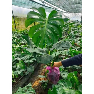 Cây Monstera deliciosa ( Cao 50cm trở lên)