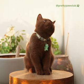  DAISY 🌼 - Set vòng cổ cho thú cưng bảng tên chó mèo khắc tên theo yêu cầu 