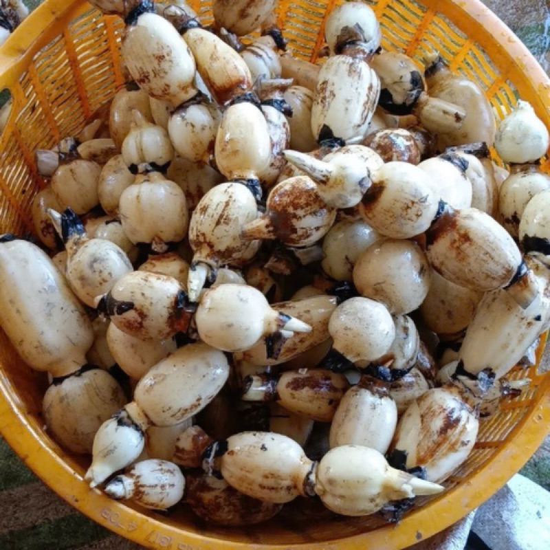 Củ Sen Nhỏ Sóc Trăng