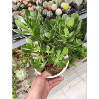 Châu cây sen đá ngọc bích (cây thạch bích) - cây to khoẻ