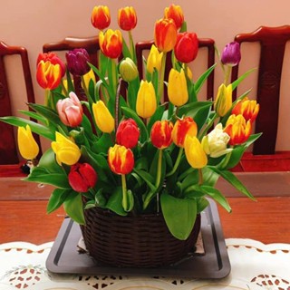  Củ hoa tuylip Hà Lan được chọn màu  tulip  