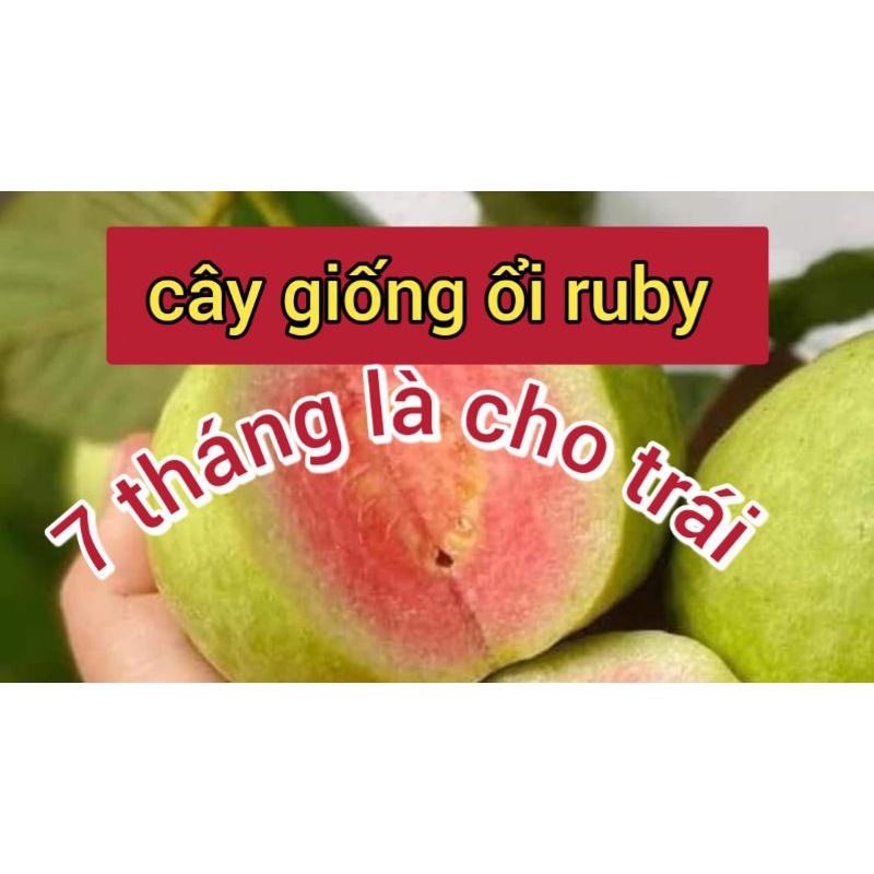 Cây ổi ruby ruột đỏ đài loan