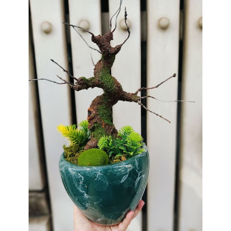 gốc bonsai kèm chậu
