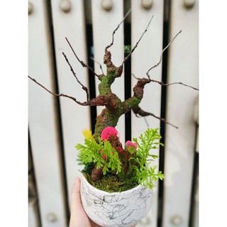 gốc bonsai kèm chậu