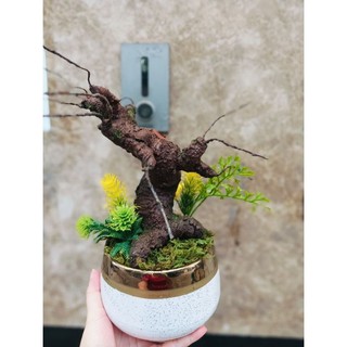 gốc bonsai kèm chậu