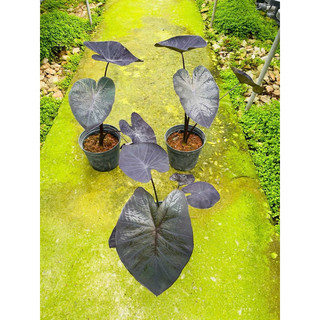 Chậu Môn đen - Colocasia Black Coral
