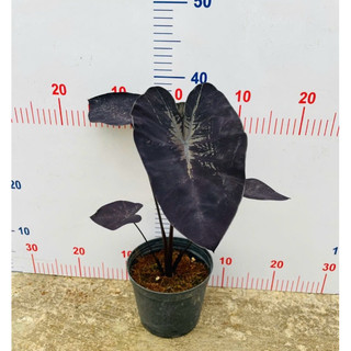 Chậu Môn đen - Colocasia Black Coral