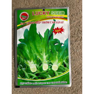 Hạt giống rau diếp thơm - Cây giống rau diếp thơm