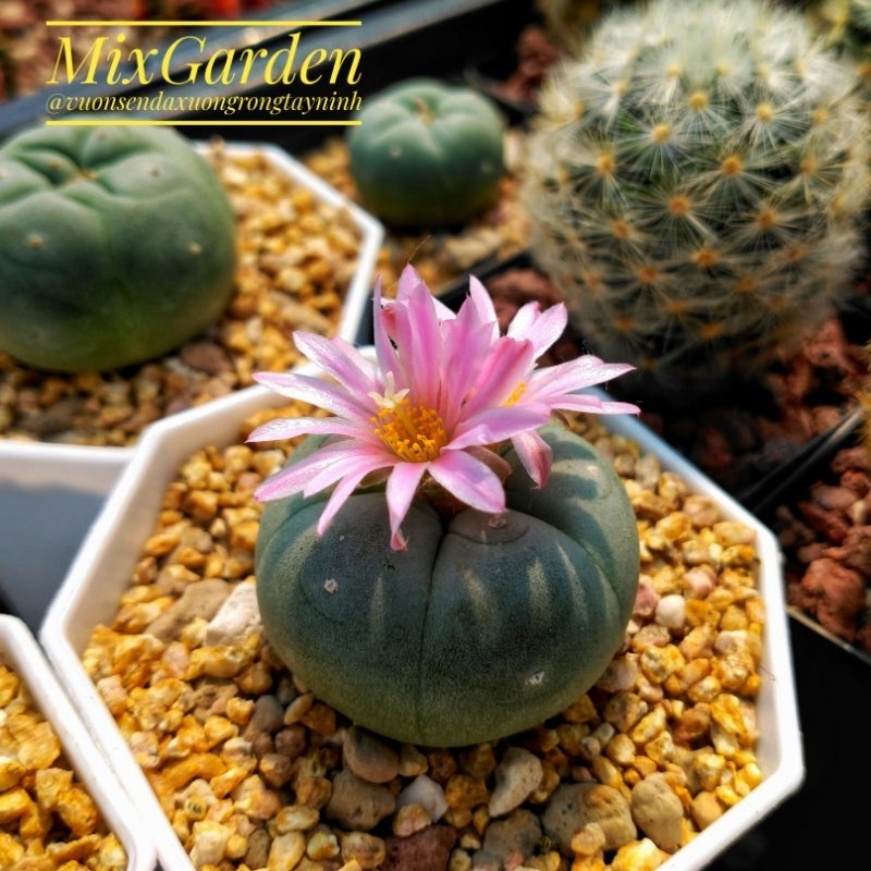 Xương Rồng Lopho Fricii Size 1.5-2.5cm [ MIX GARDEN ]