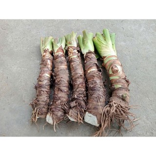combo 5 cây ráy voi cao 60cm trồng cảnh