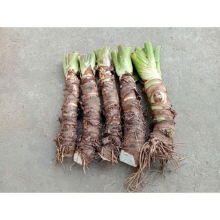 combo 5 cây ráy voi cao 60cm trồng cảnh