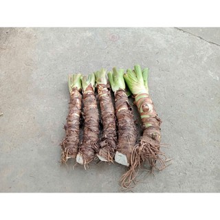 combo 5 cây ráy voi cao 60cm trồng cảnh