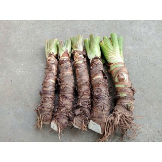 combo 5 cây ráy voi cao 60cm trồng cảnh