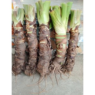combo 5 cây ráy voi cao 60cm trồng cảnh