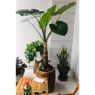 combo 5 cây ráy voi cao 60cm trồng cảnh