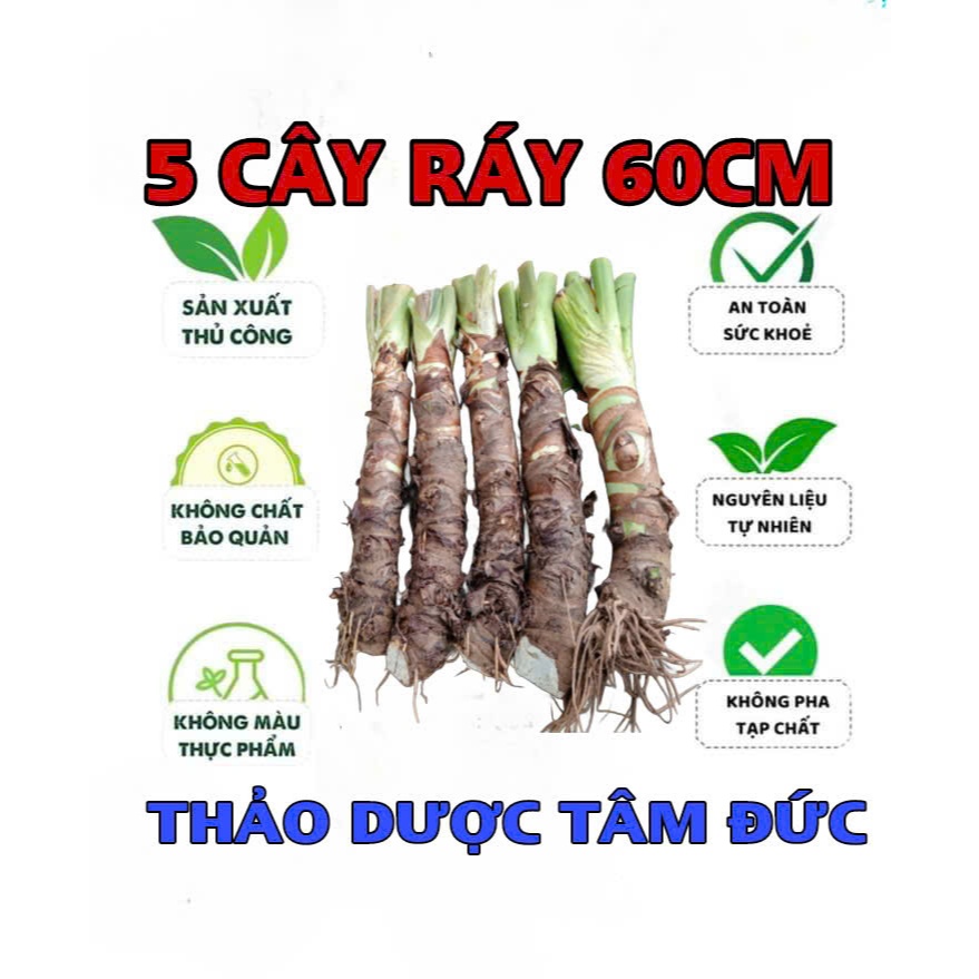 combo 5 cây ráy voi cao 60cm trồng cảnh