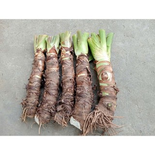 combo 5 cây ráy voi cao 60cm trồng cảnh