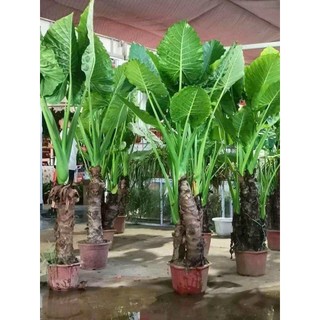 combo 5 cây ráy voi cao 60cm trồng cảnh