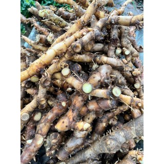10kg Cát Lồi - Mía Dò Giá Sỉ Siêu Rẻ 100% củ tươi khi đóng gói