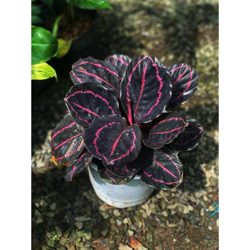 Chậu mềm Đuôi Công Tím tròn - Calathea Dotie - Decor đẹp, phong thuỷ, có thể trồng trong nhà |Vườn N