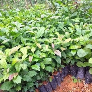 COMBO 5 CÂY XẠ ĐEN TẶNG KÈM 1 CÂY