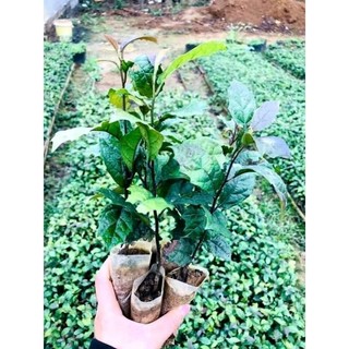COMBO 5 CÂY XẠ ĐEN TẶNG KÈM 1 CÂY