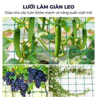   Rộng 2M  Lưới làm giàn leo giây leo giàn mướp bầu bí - Nhiều kích thước 