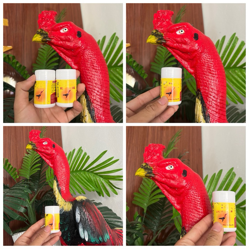 Nấm Họng, Nấm Cóc Hầu Gà Chọi Ưu Việt