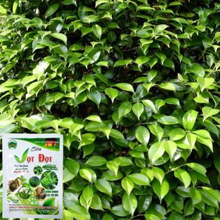 Phân Bón Lá Siêu Vọt Đọt , Cung Cấp Dinh Dưỡng Nhanh, Tăng Trưởng Mạnh - Gói 100G