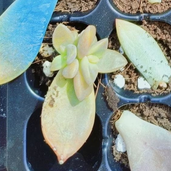 ( Tí xanh shop)🔥 Ba mầm sen đá ngẫu nhiên