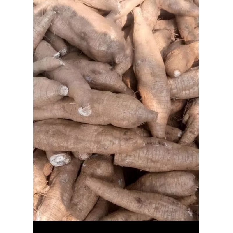 2kg CỦ SẮN DÂY VỤ MỚI, sắn bở ngọt, nhiều bột. luộc ăn vặt, làm bột thái sấy khô đều ngon thơm