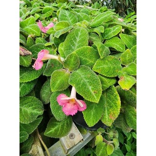 Gấm tiểu muội( ấn kiếm) đủ màu